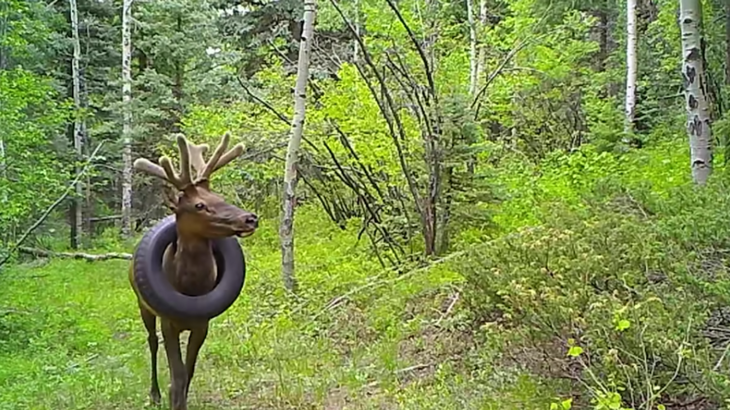 wapiti pneu